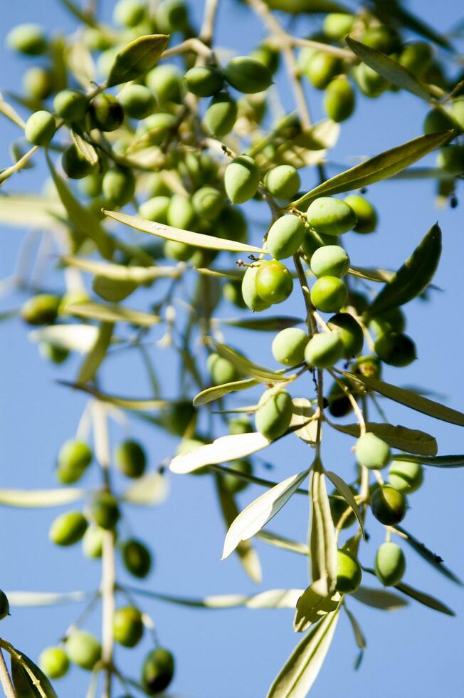 a bunch of green olives hanging from a tree photo