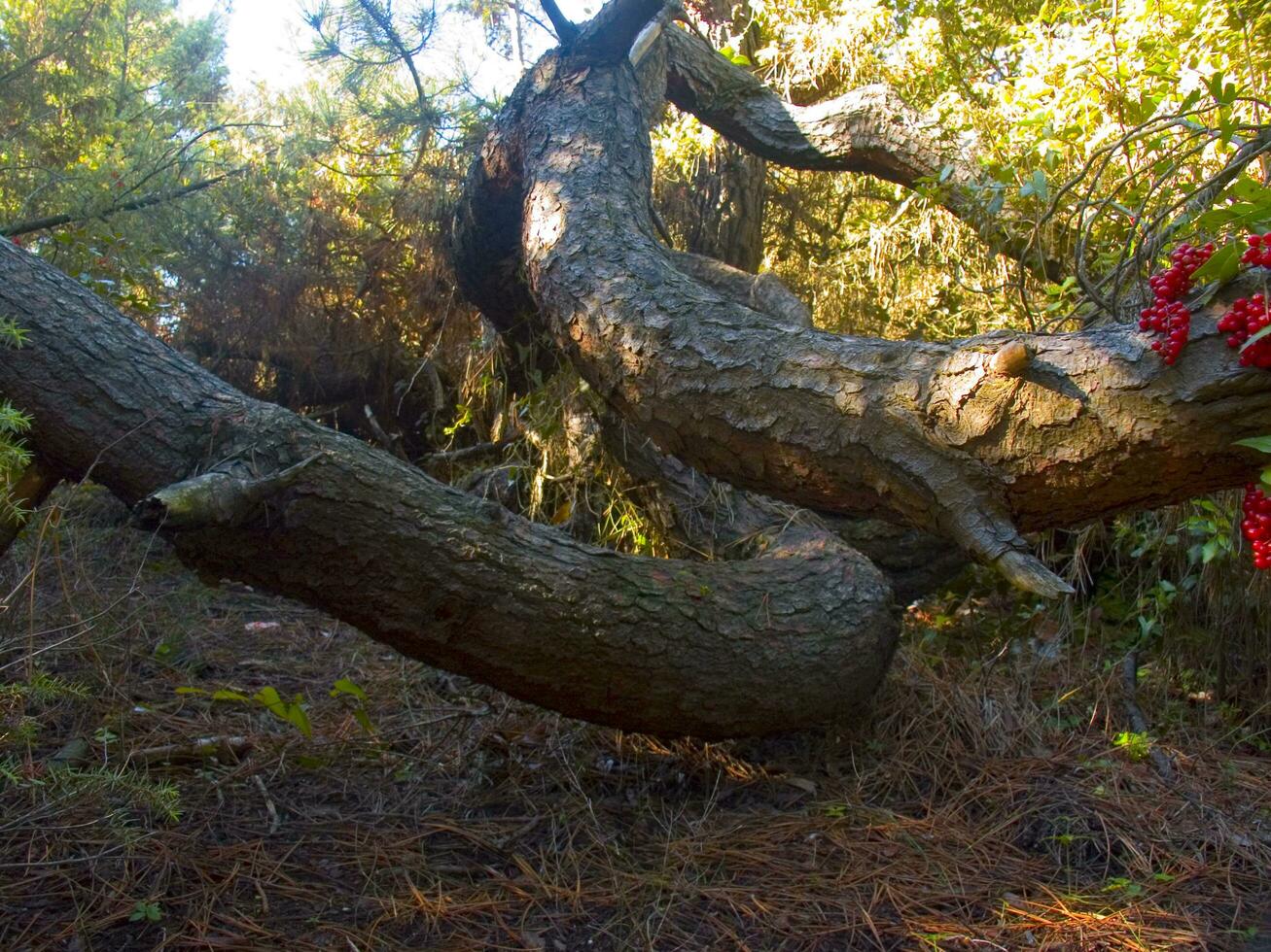 Details of a pine forest in the Mediterranean area photo