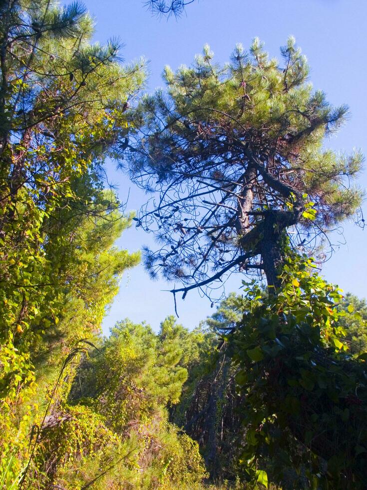 Details of a pine forest in the Mediterranean area photo