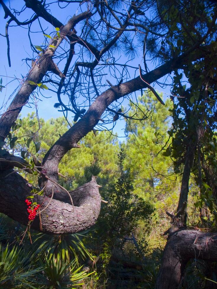 Details of a pine forest in the Mediterranean area photo