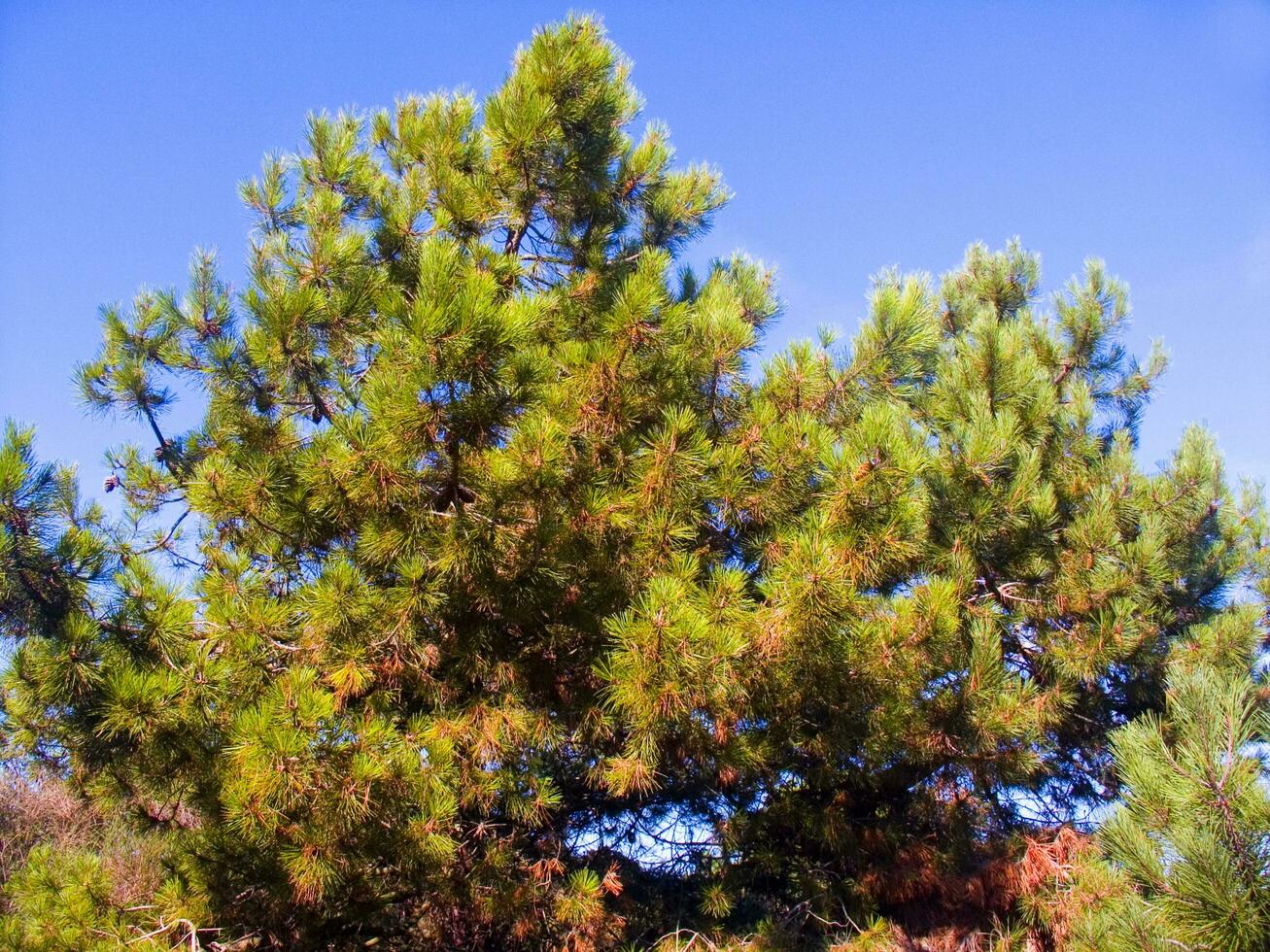 Details of a pine forest in the Mediterranean area photo