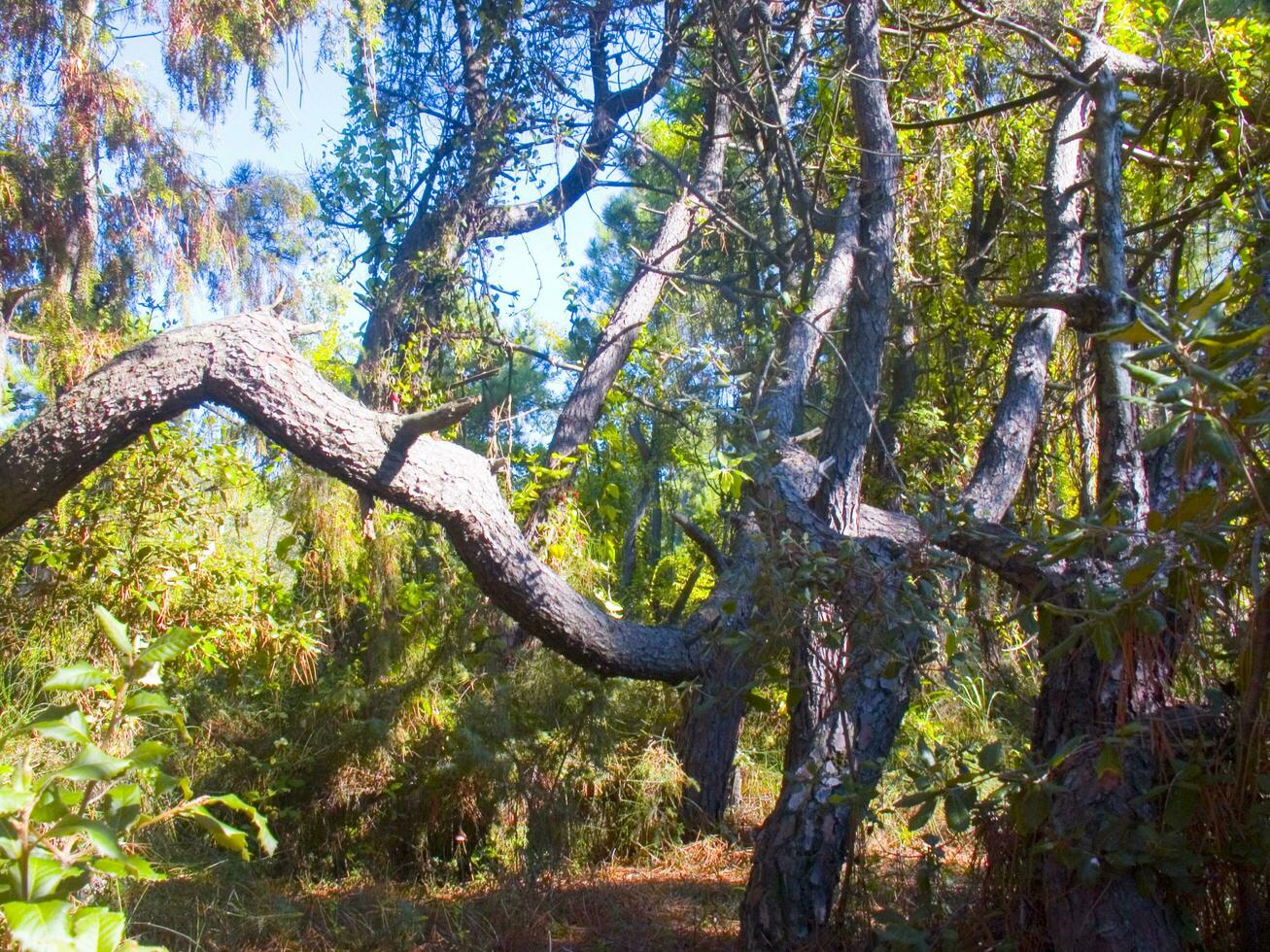 Details of a pine forest in the Mediterranean area photo