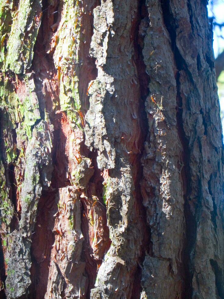 Details of a pine forest in the Mediterranean area photo