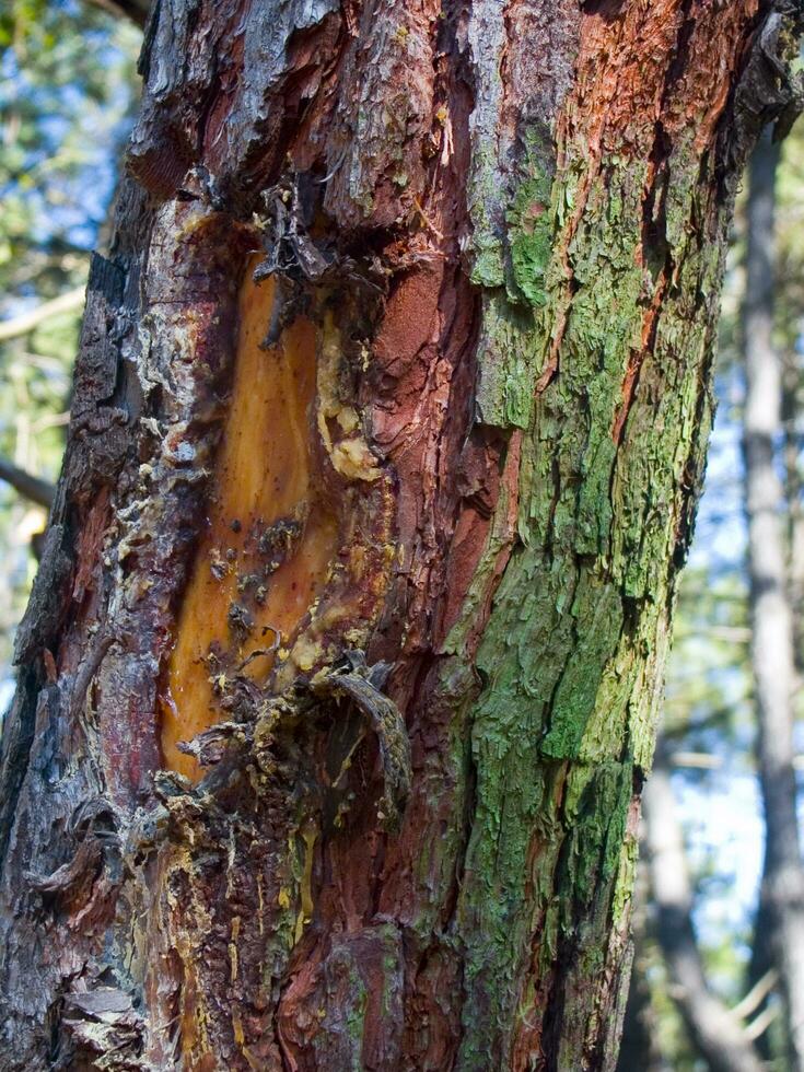 detalles de un pino bosque en el Mediterráneo zona foto