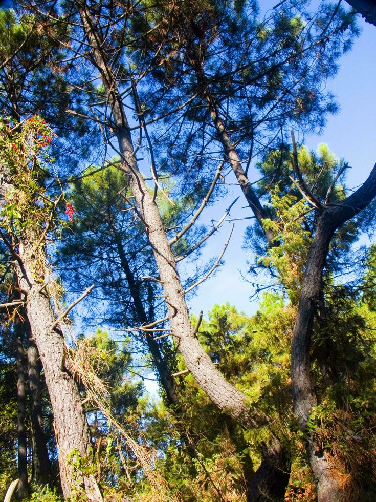 Details of a pine forest in the Mediterranean area photo