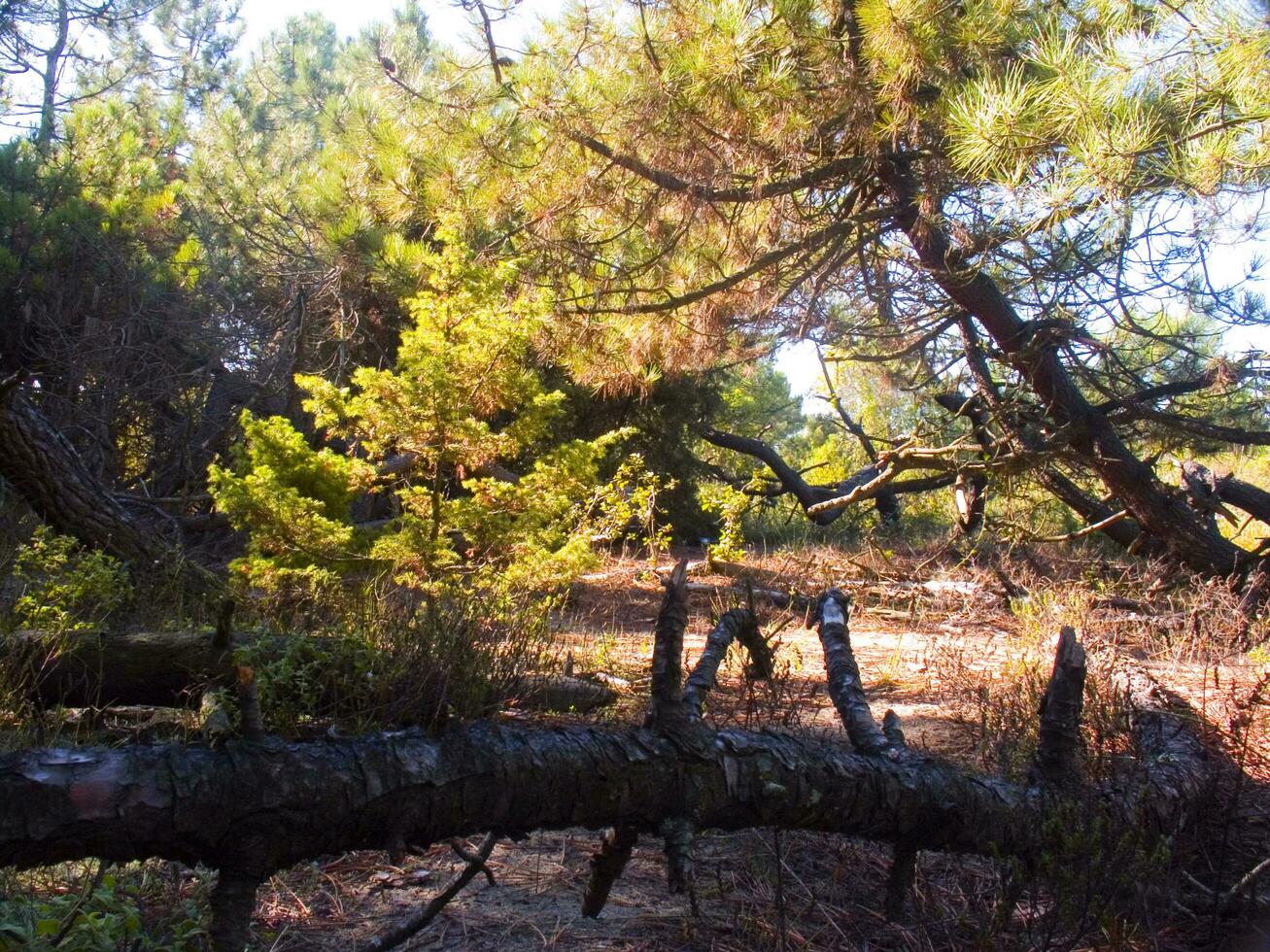 Details of a pine forest in the Mediterranean area photo