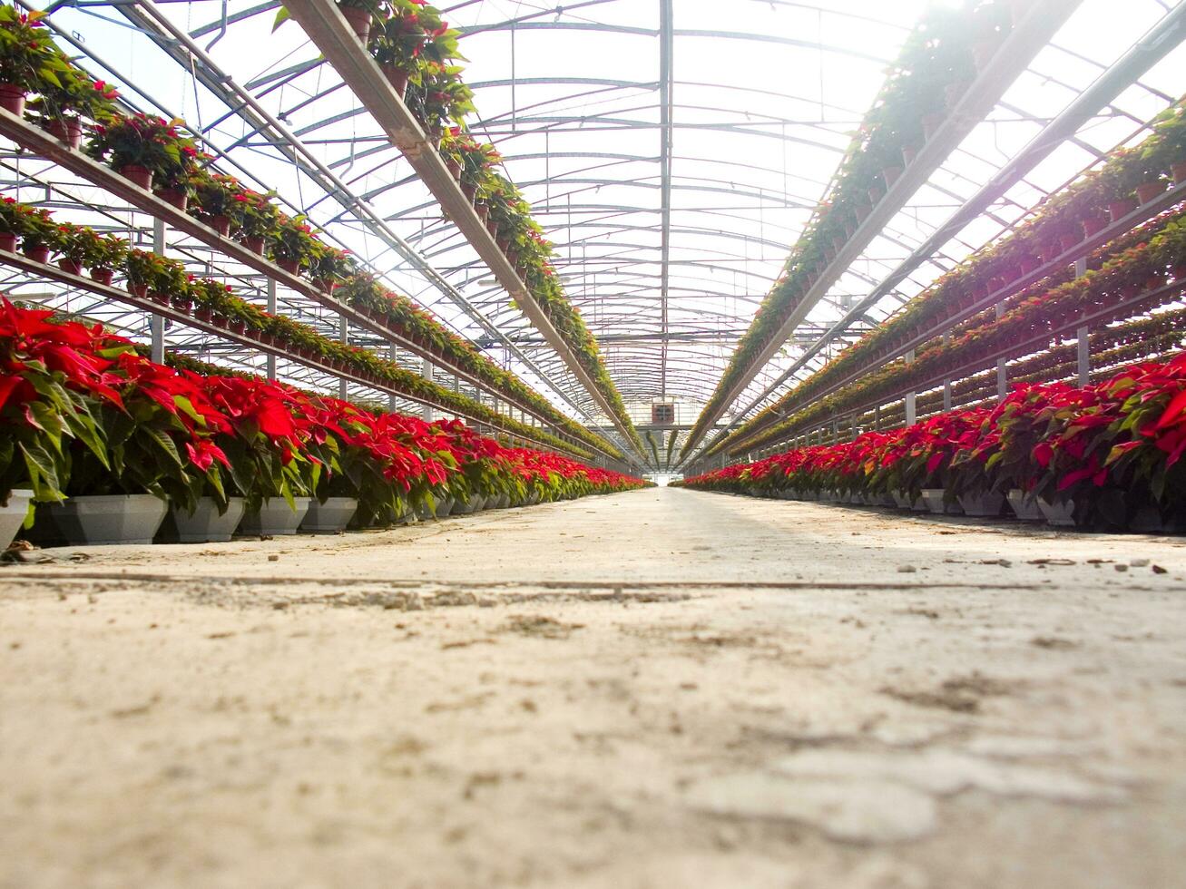 el intensivo cultivo de el flor de pascua foto