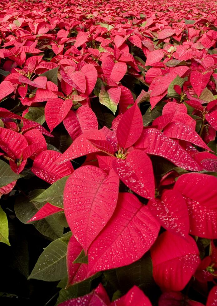 The intensive cultivation of the poinsettia photo