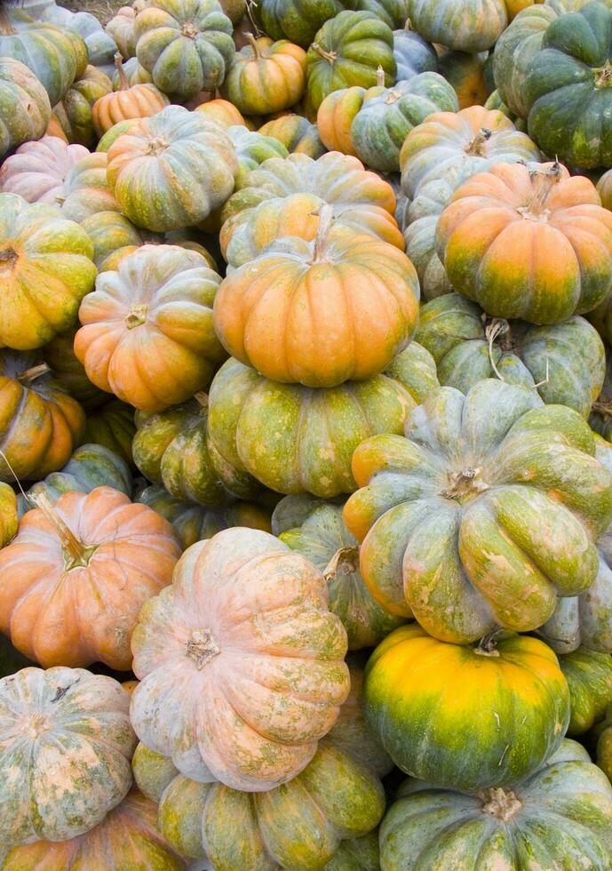 a pile of pumpkins with green and orange colors photo