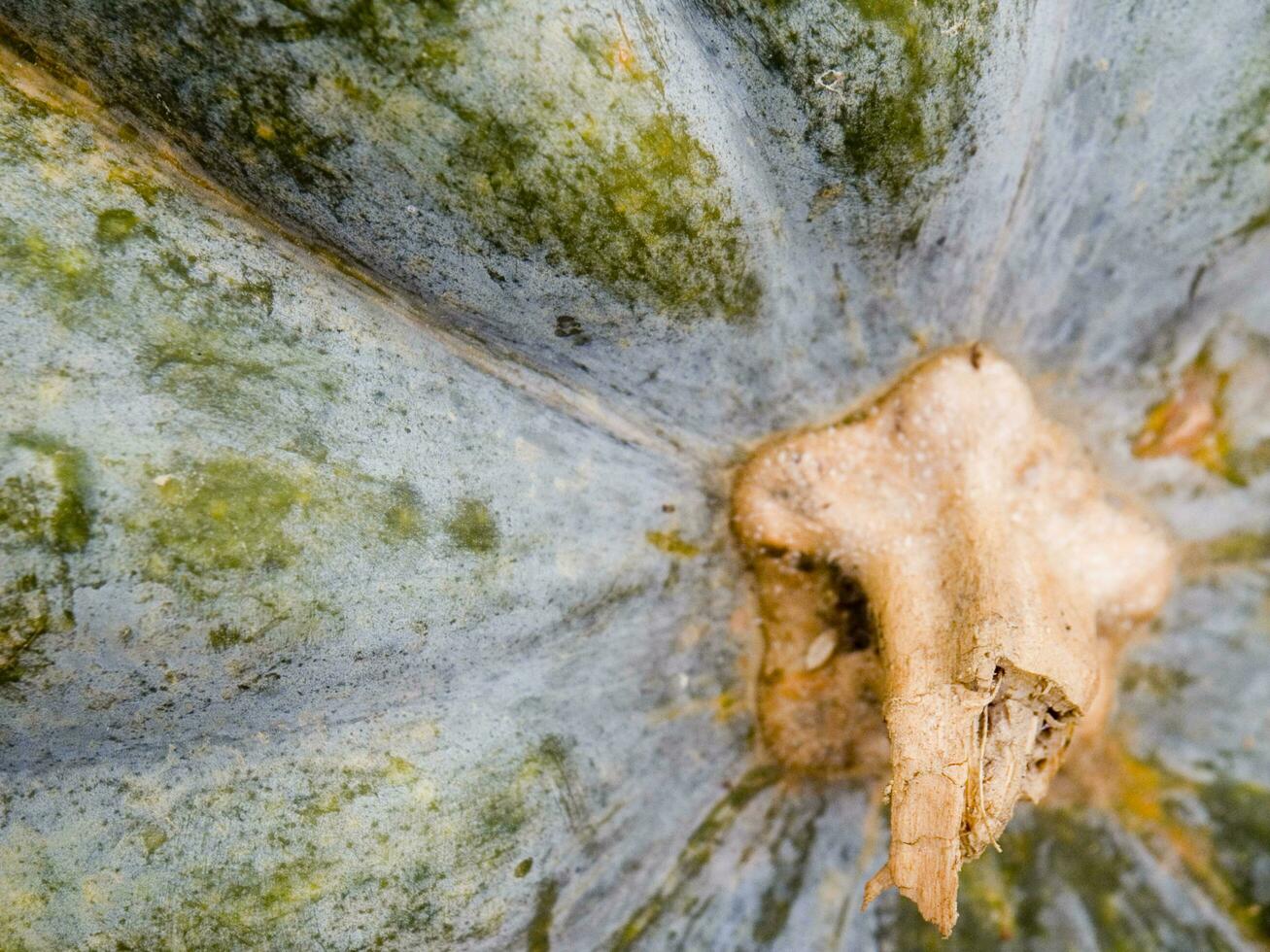 a close up of a green and yellow squash photo