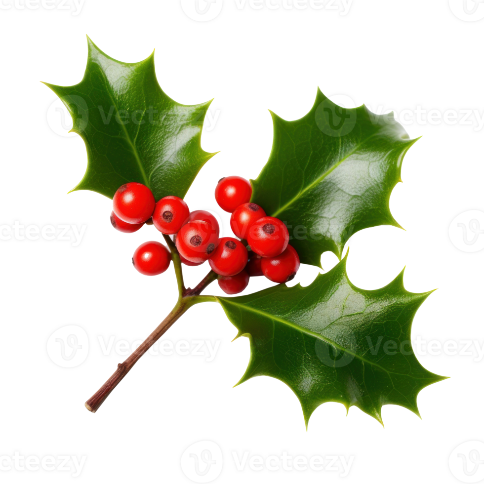 Sprig of European holly isolated png