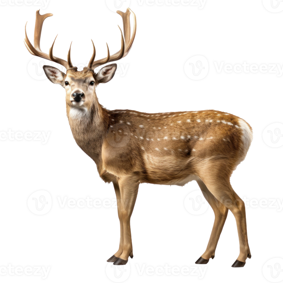 Cute Christmas deer isolated png