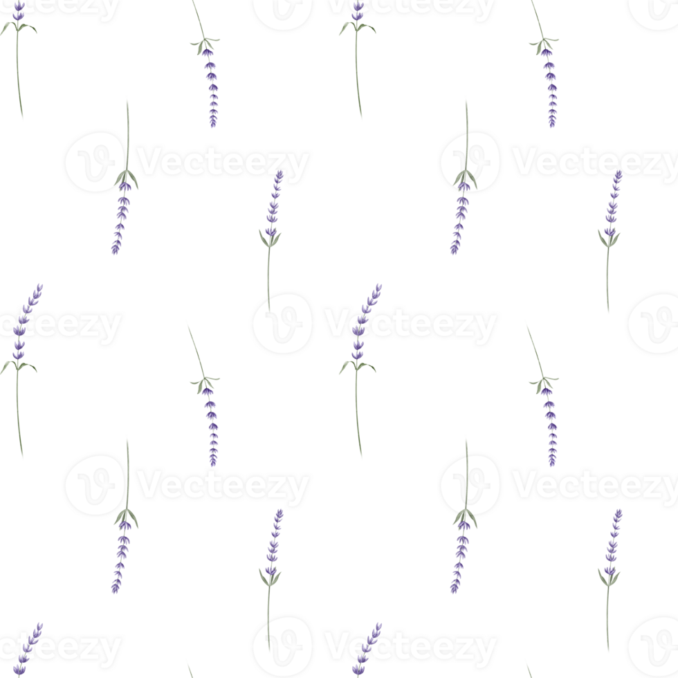 Lavender watercolor seamless Pattern on isolated background. Hand drawn illustration with Provence Lavandula Flowers. Botanical backdrop with wild herb for wrapping paper or textile design. png