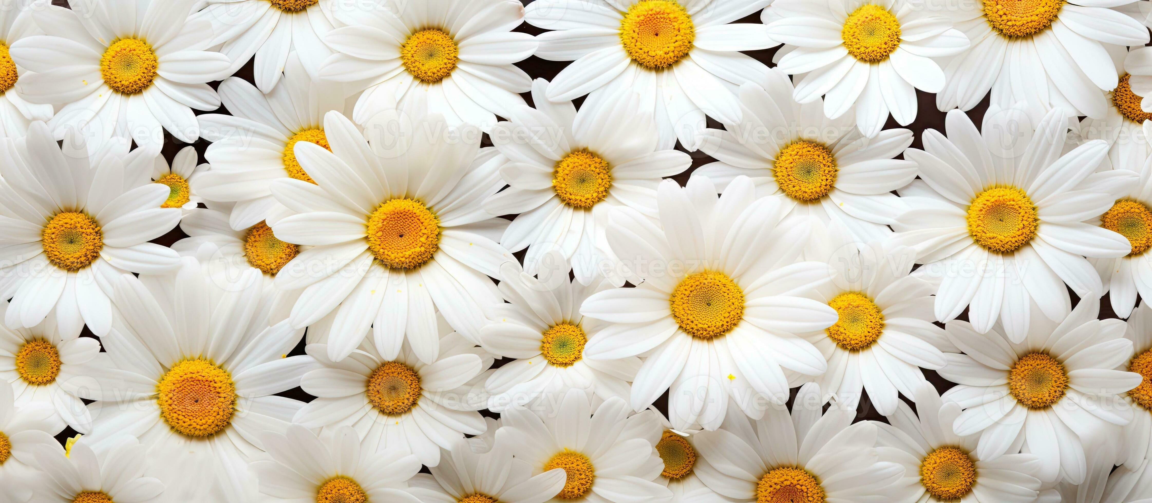 Daisies, white flowers with yellow centers, create a spring or summer  background with room for 27099842 Stock Photo at Vecteezy