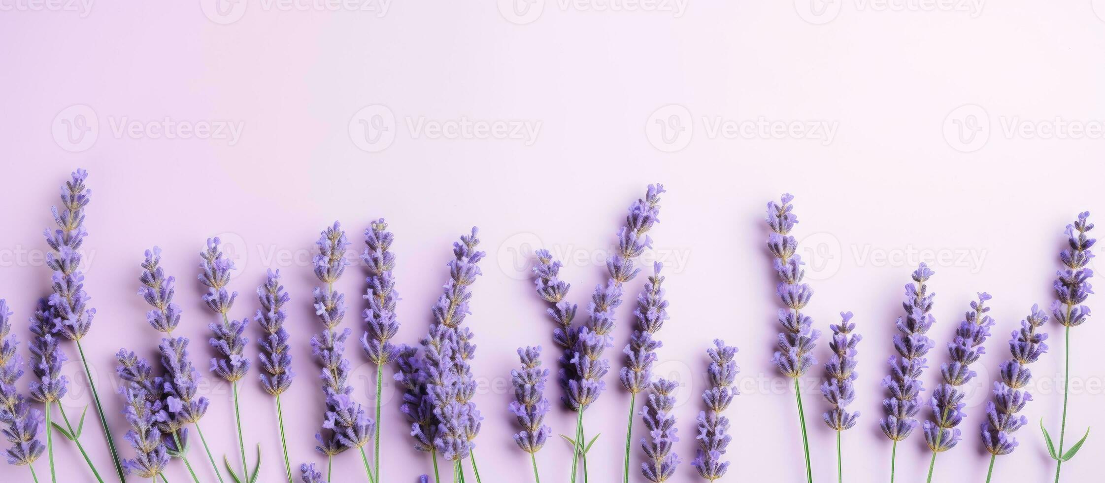 image of lavender flowers on a pastel background. The photo is taken from a top view, with the