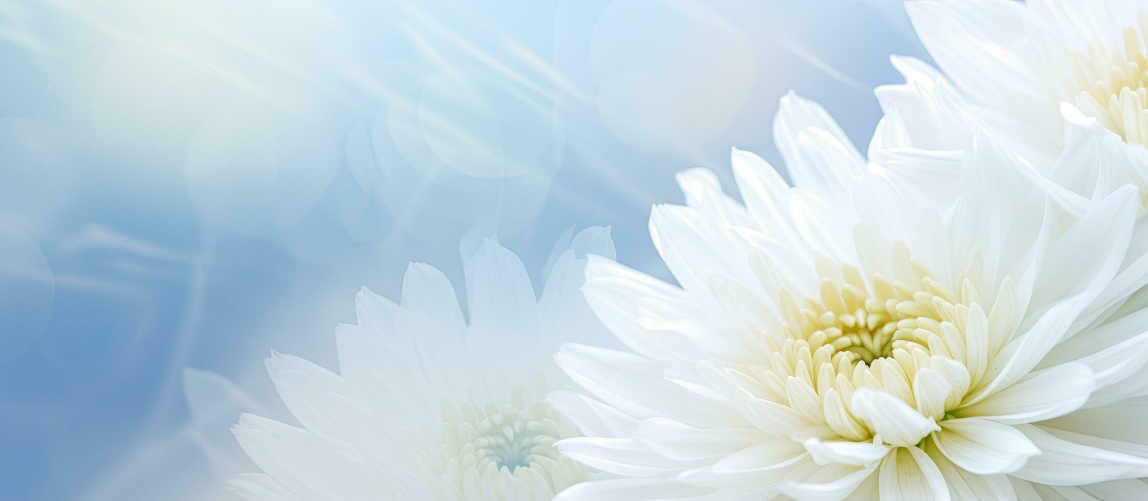 A blurred background with a white chrysanthemum. text space available. photo