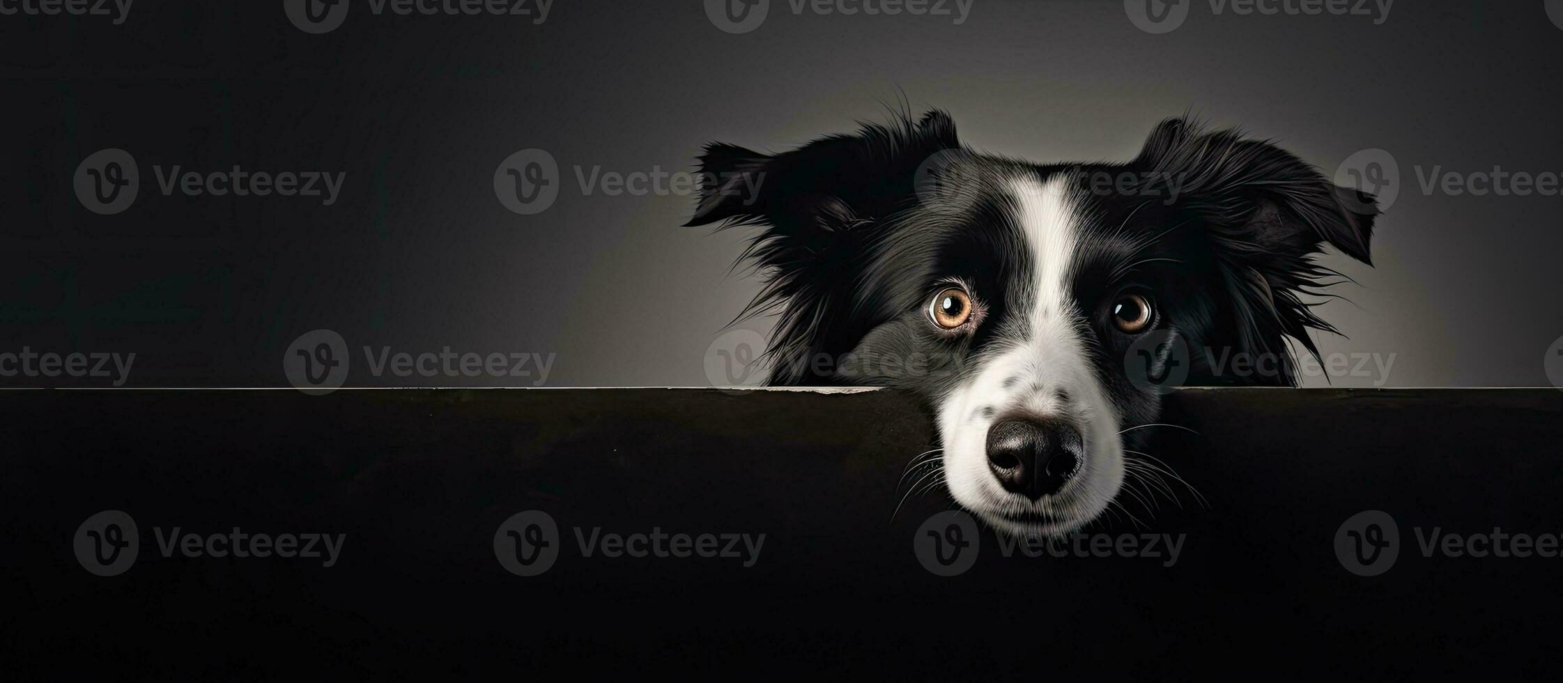 young Border Collie dog with wide eyes and a banner with copy space on the left side. also a photo