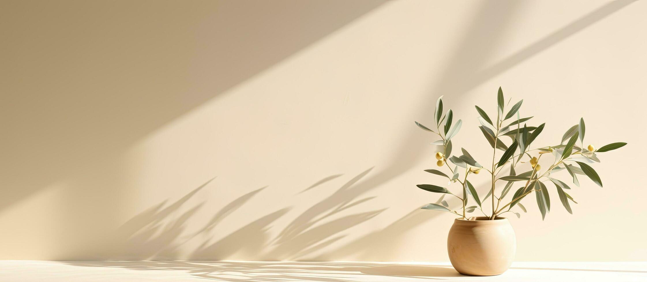 Modern minimal summer scene with an olive tree branch in the sunlight casting long shadows on photo