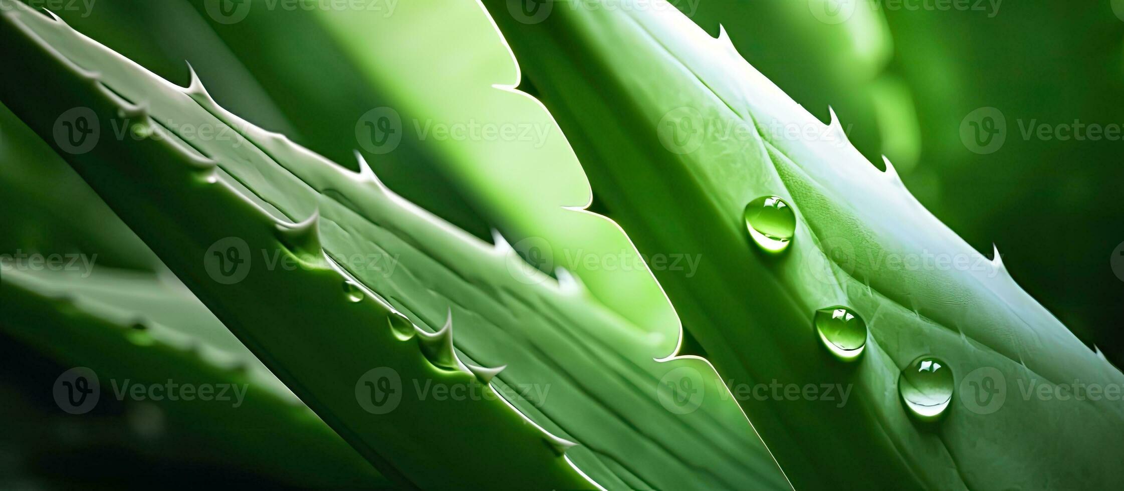 An extreme closeup image of a green aloe vera plant, captured in full-frame photography. photo