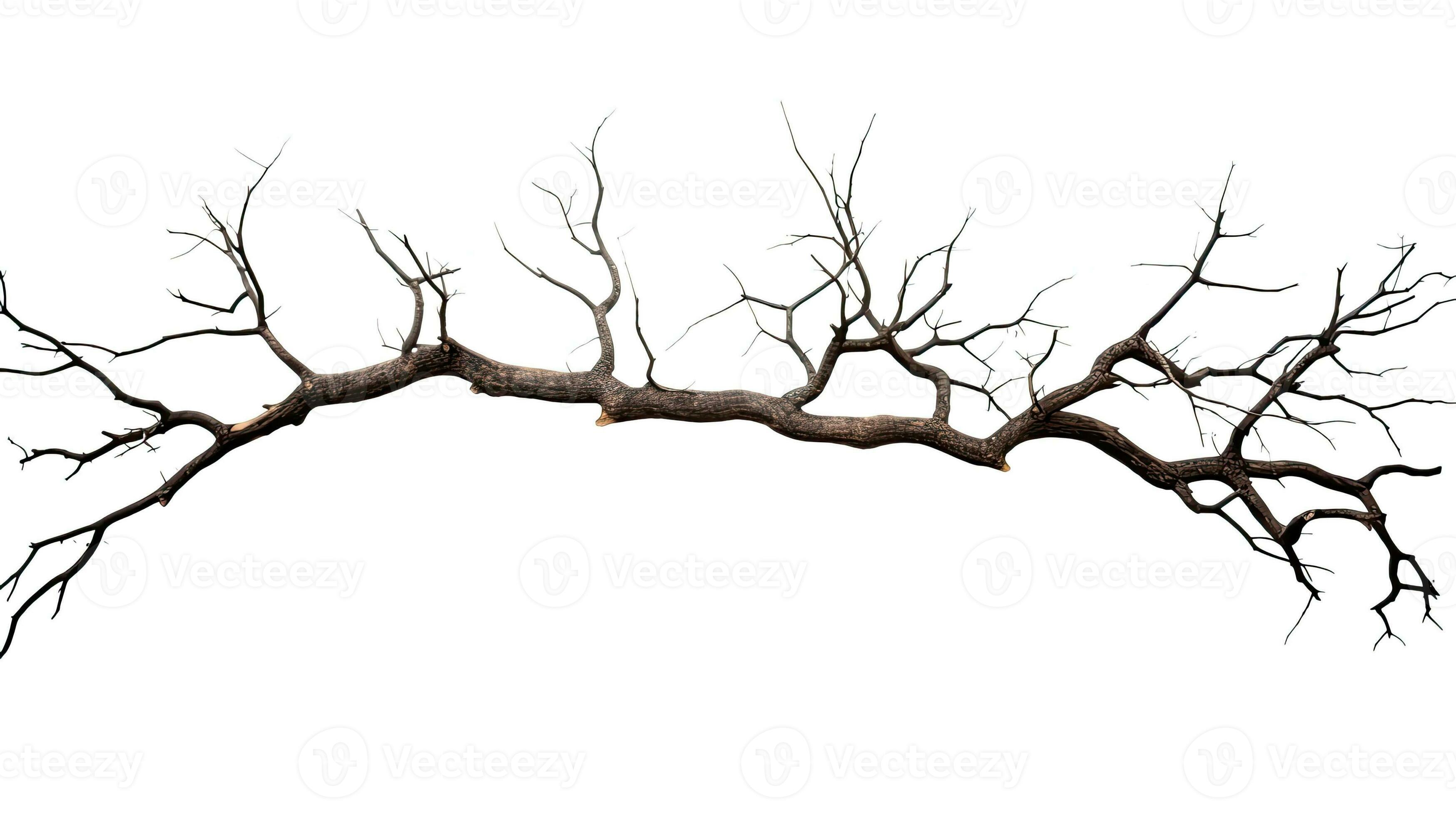 Dead tree branches with cracked bark isolated on white background