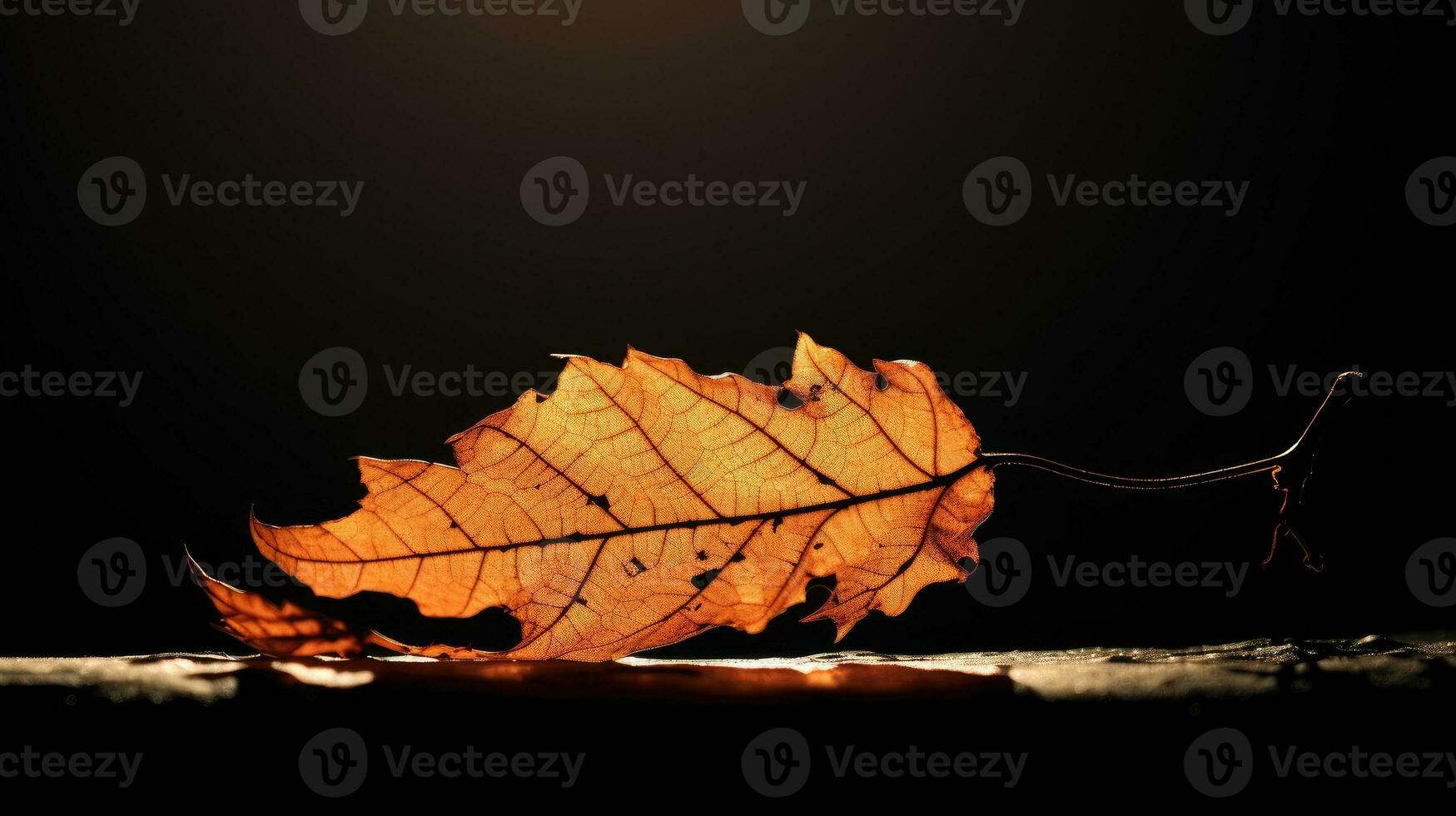 Rotten leaf of autumn with backlight photo