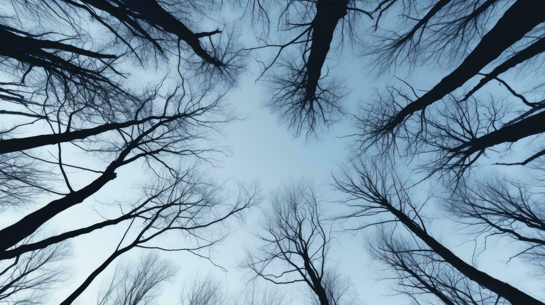 invierno bosque árbol ramas modelo en contra el cielo en un fondo ver foto