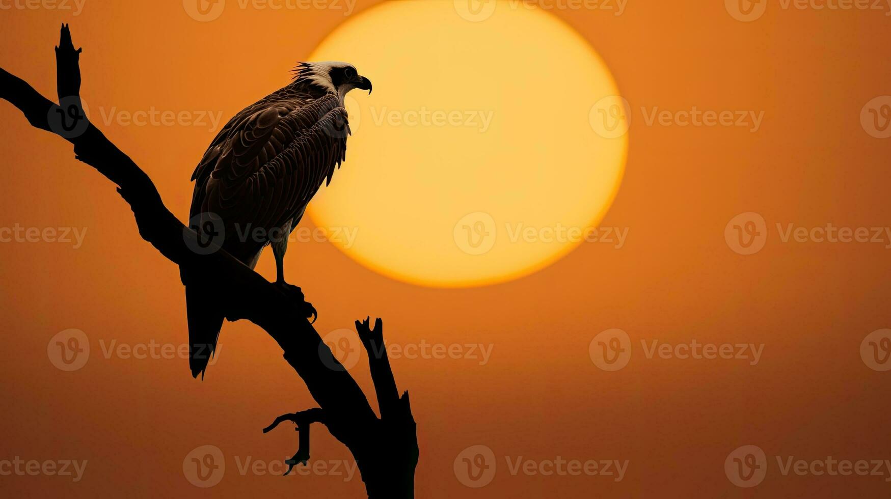 Osprey silhouette on the moon at Hawar island in Bahrain photo