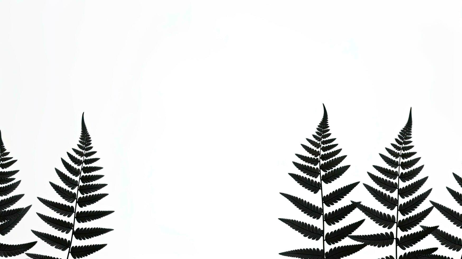 Isolated black silhouettes of fern leaves on white photo