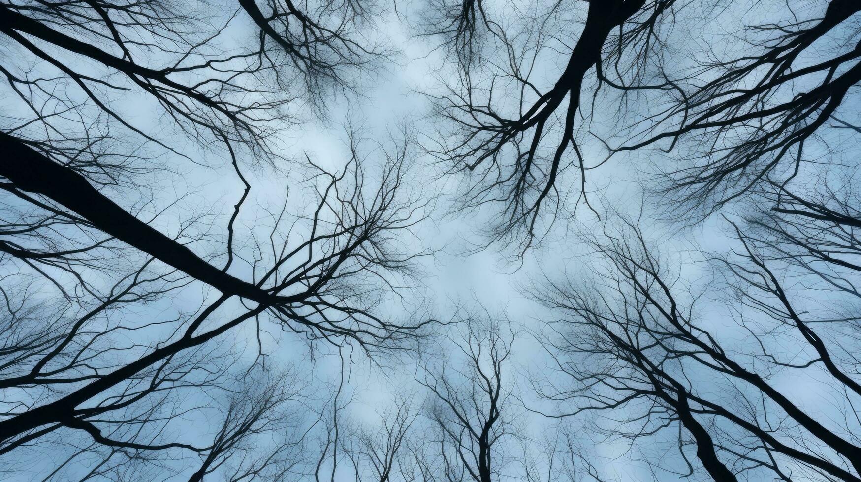 Winter forest tree branches pattern against the sky in a bottom view photo