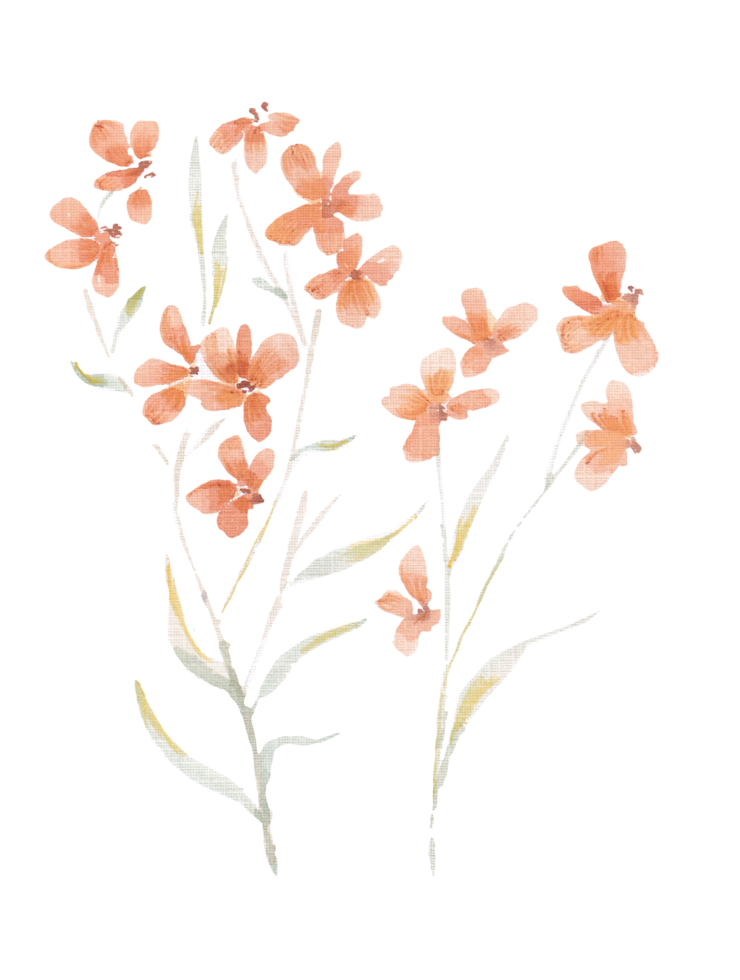 oranje waterverf wild bloem element png