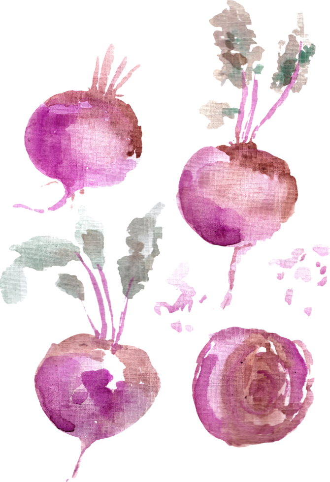 Purple Beet Vegetable Watercolor Set png