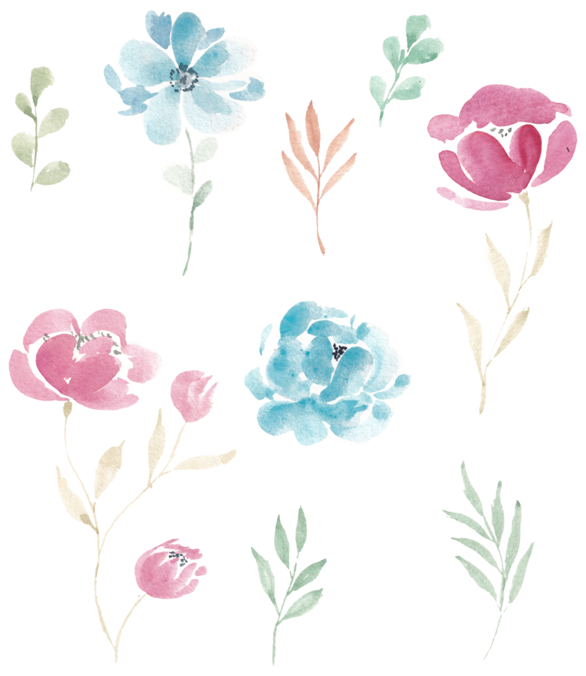 roze en blauw roos waterverf bloem png