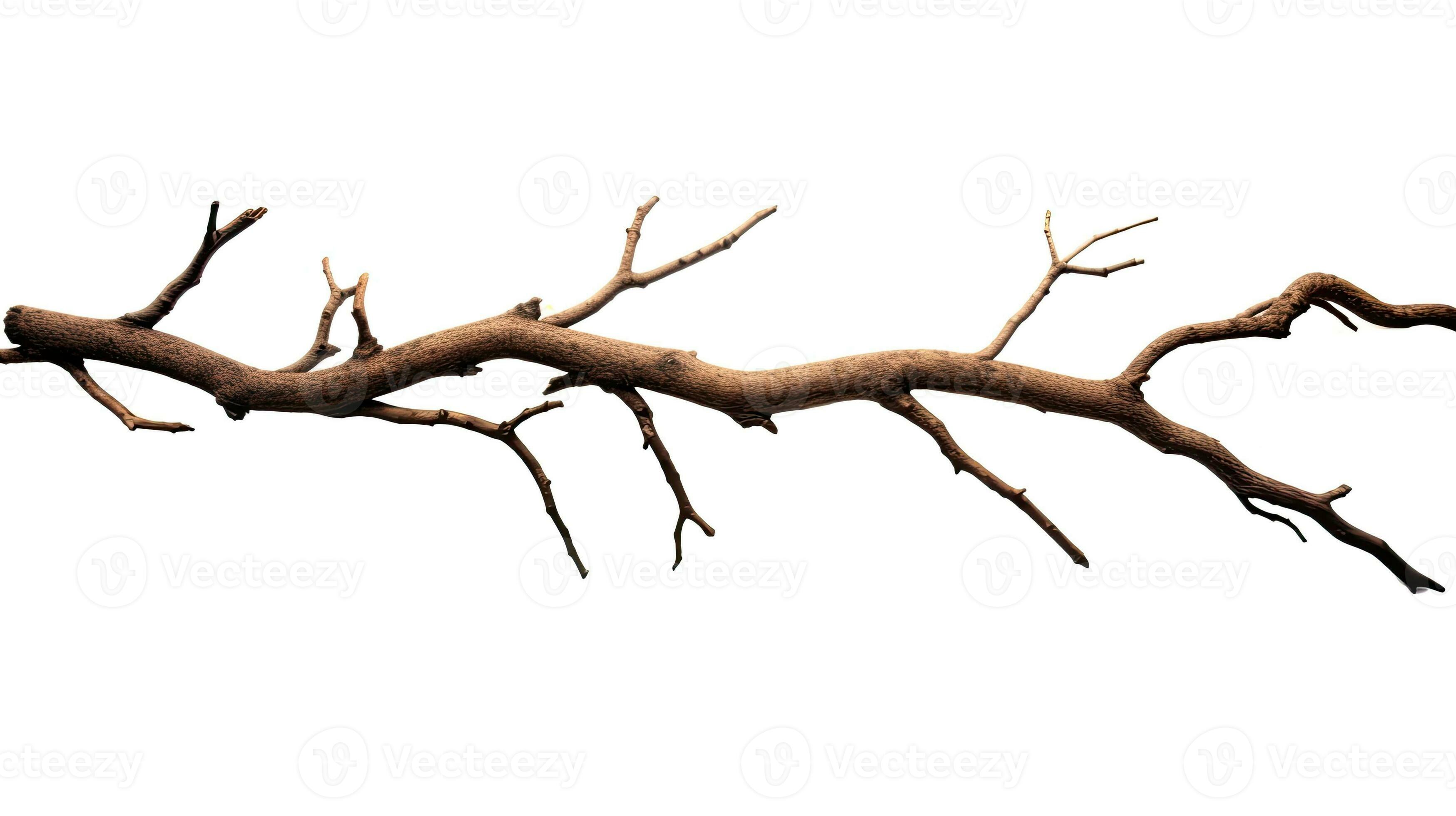 Dead tree branches with cracked bark isolated on white background