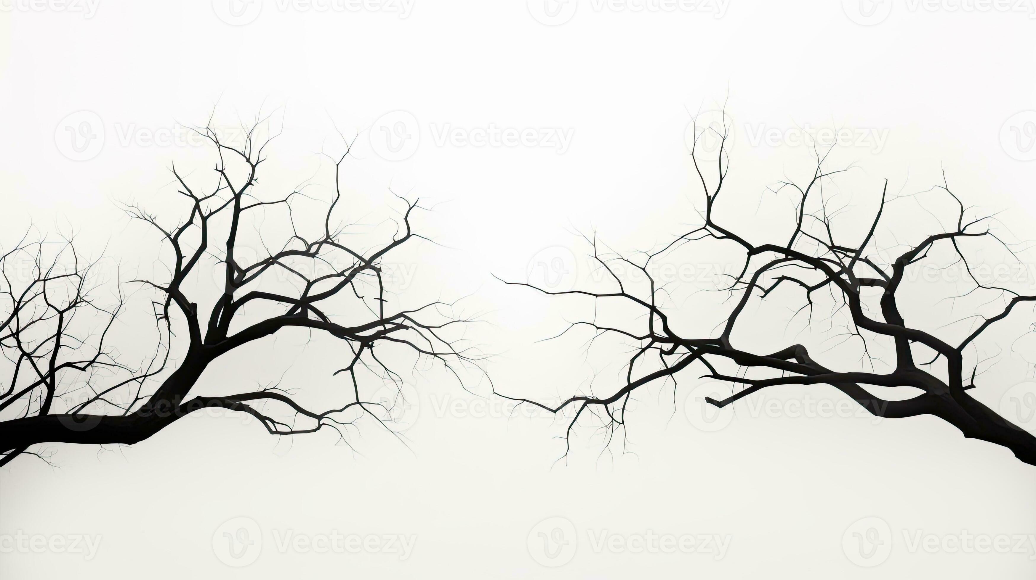 Outline of tree branches on a white backdrop 27103608 Stock Photo at