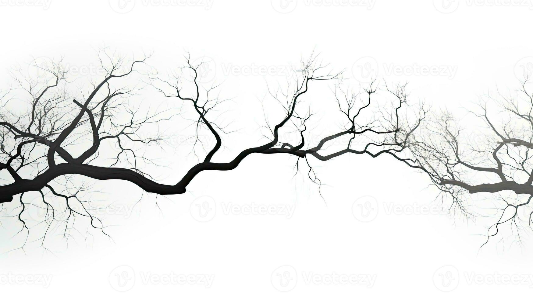 White background with branch silhouette photo