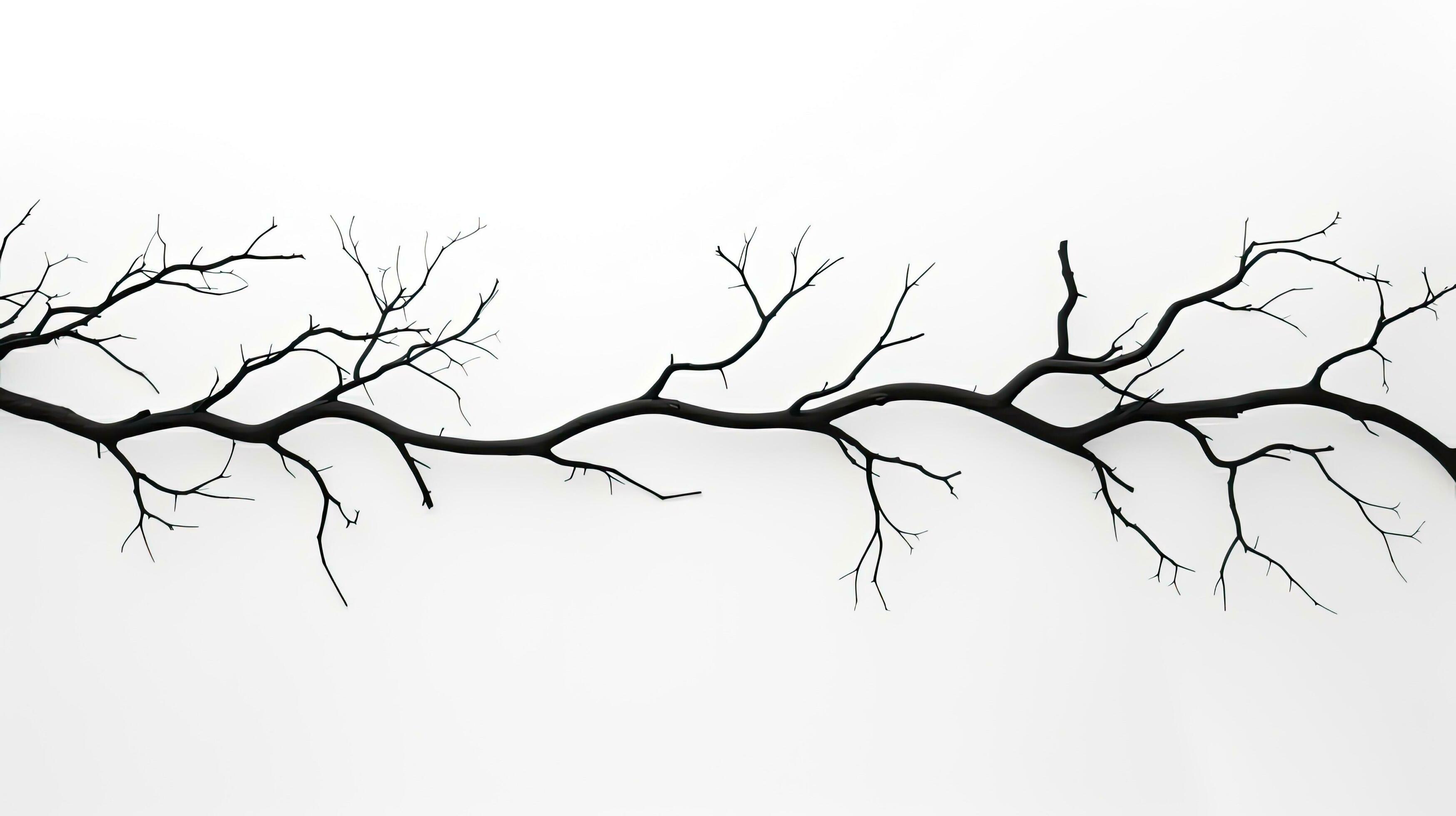 Outline of tree branches on a white backdrop 27104100 Stock Photo at