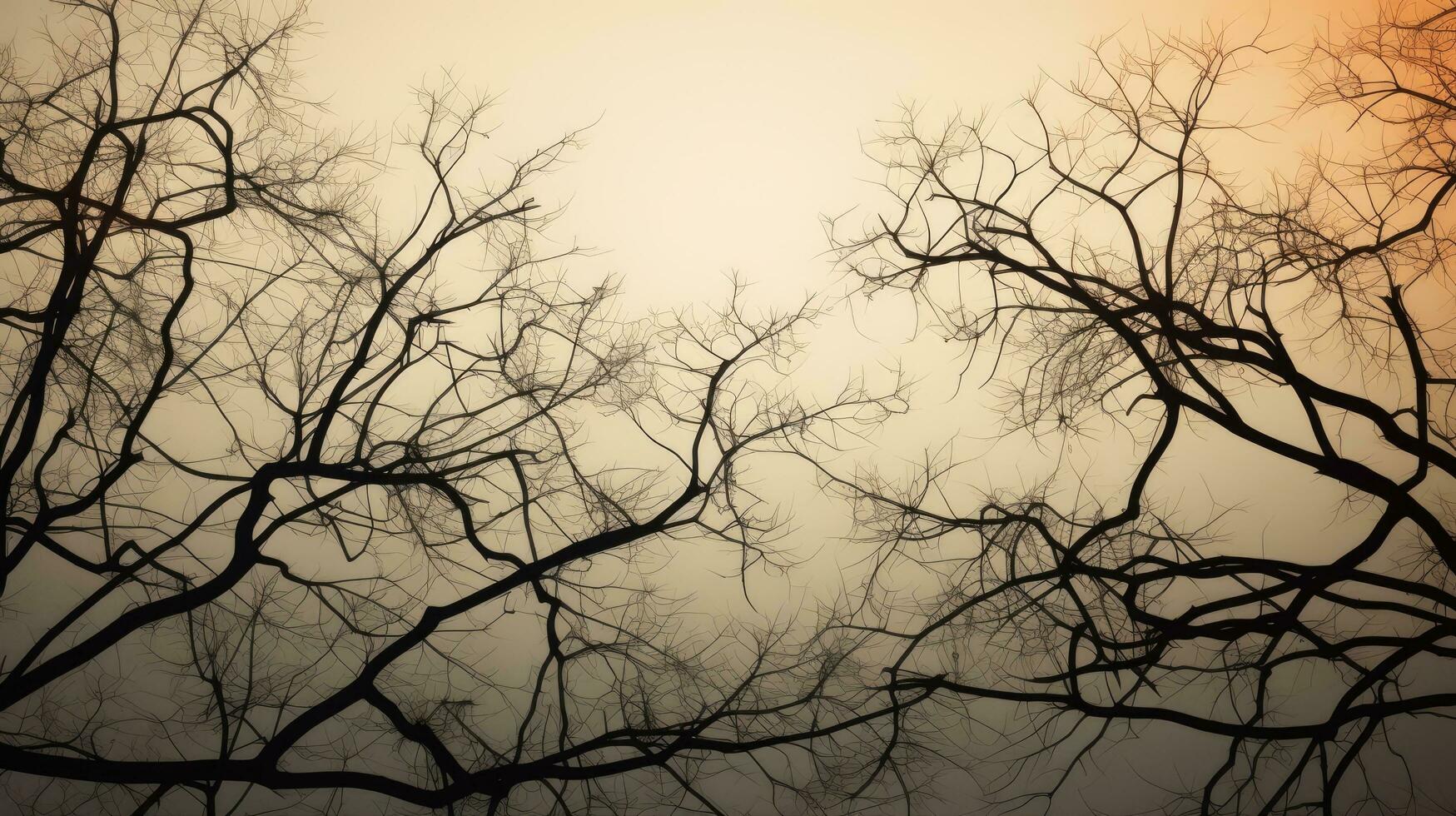 Tree branches silhouette as background photo