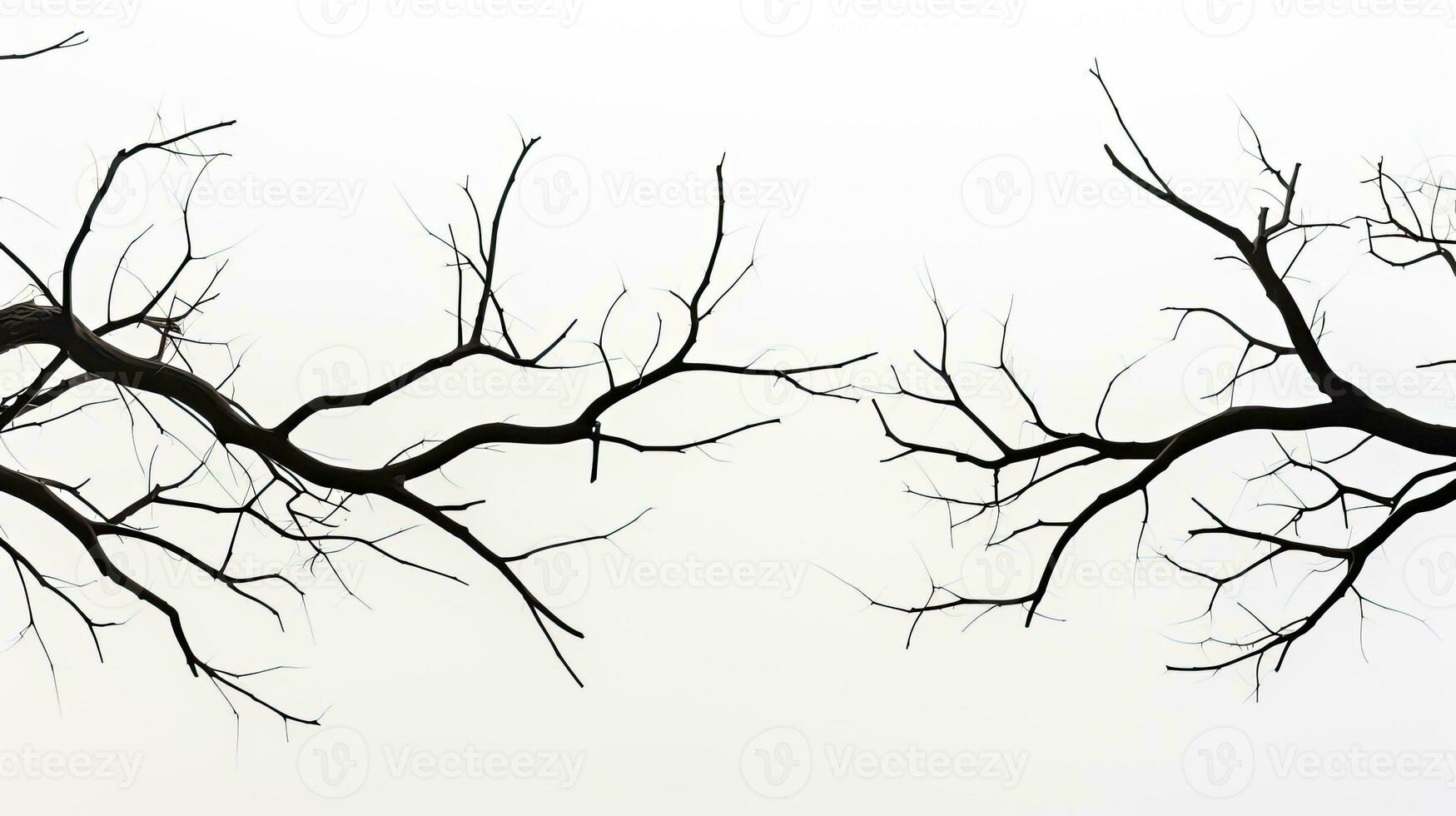 Tree branches in silhouette on a white backdrop photo