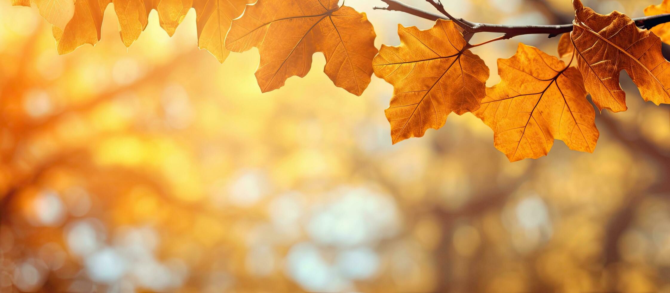 Autumn park with oak tree leaves Fall background Beautiful landscape photo