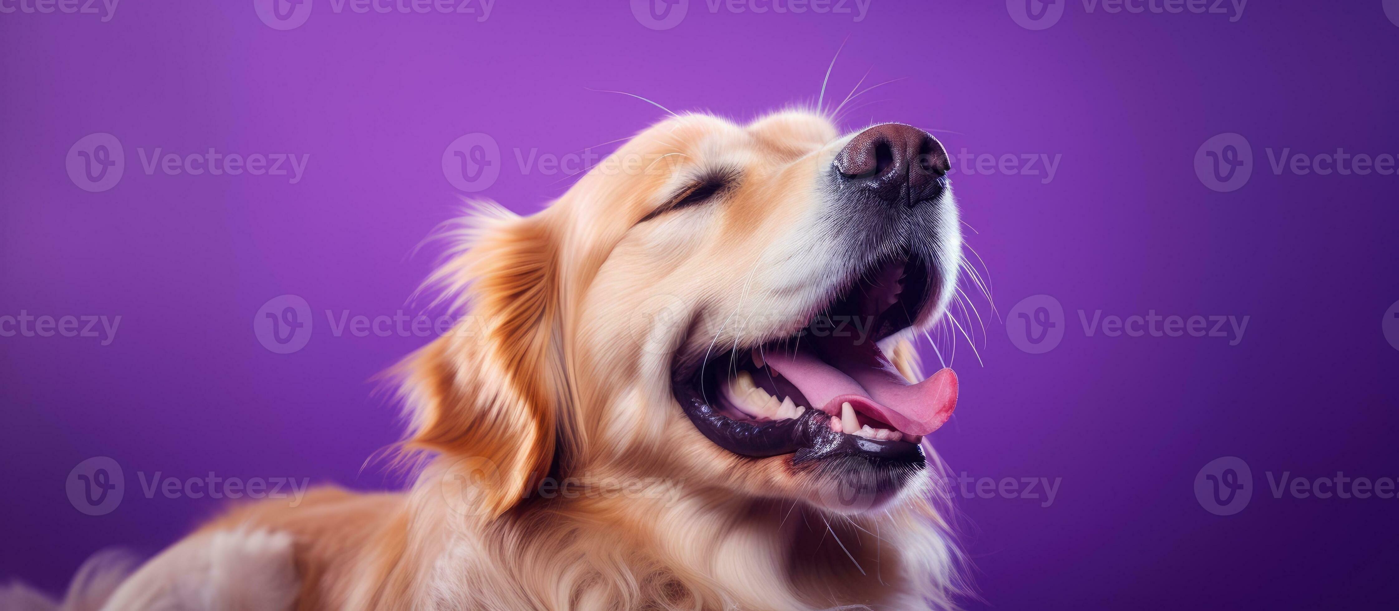 Dog with closed eyes and open mouth smiling blissfully on purple