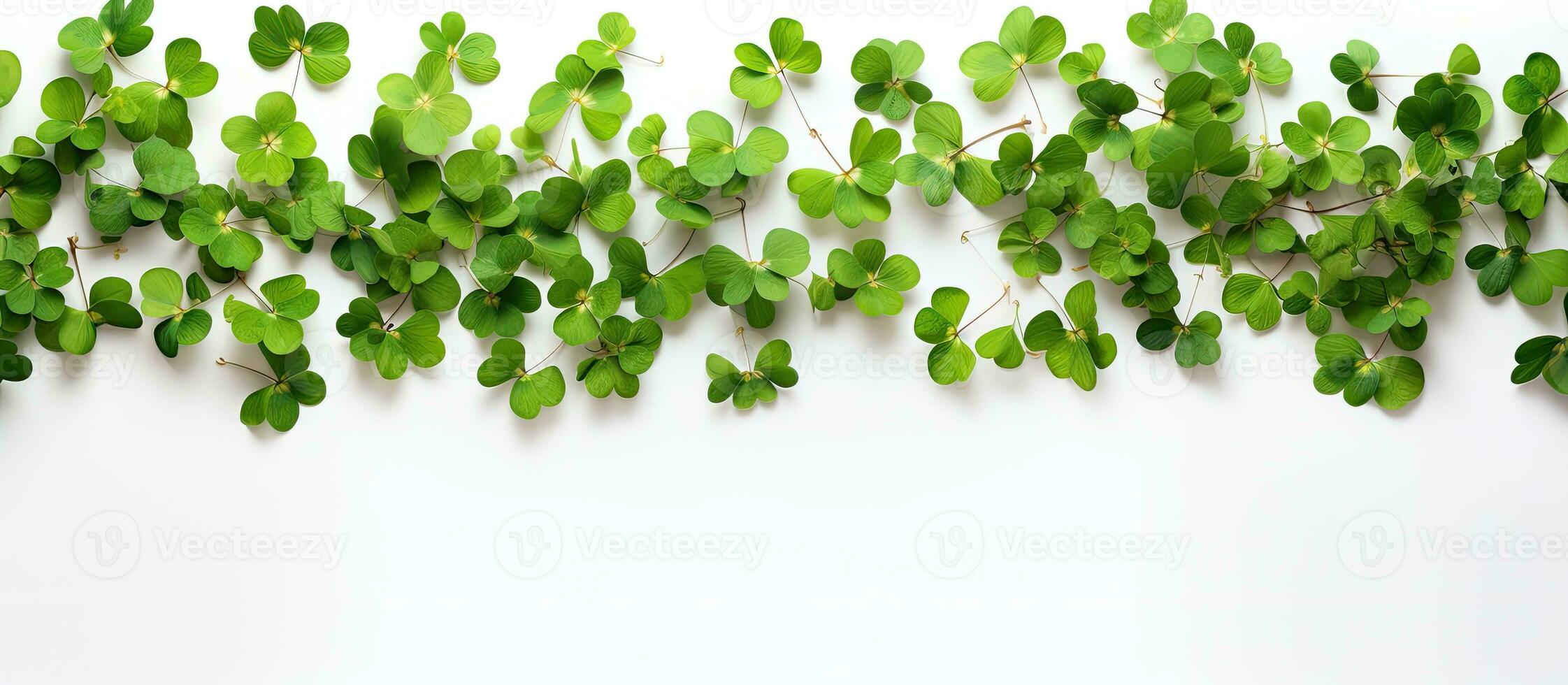 Clover leaves form a frame on a white background photo