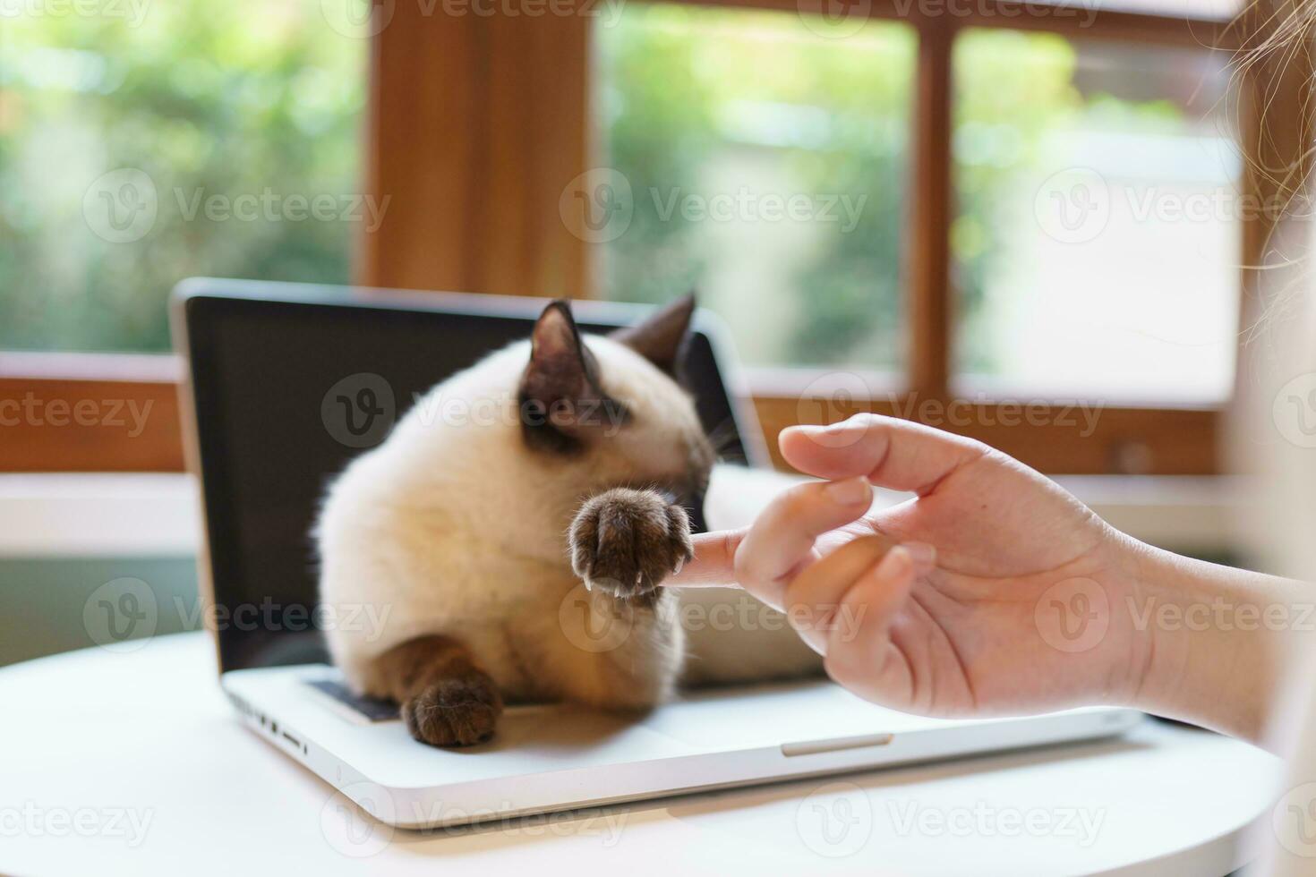 woman working from home with cat. cat asleep on the laptop keyboard. assistant cat working at Laptop photo