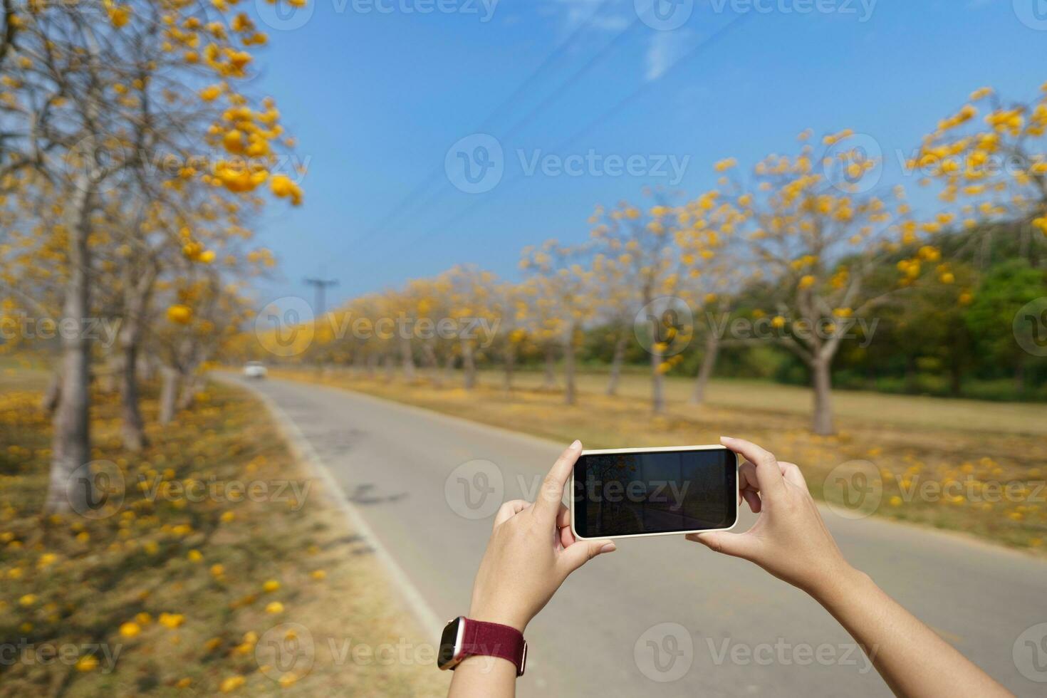 Woman hand using phone taking photo beauty nature forest.