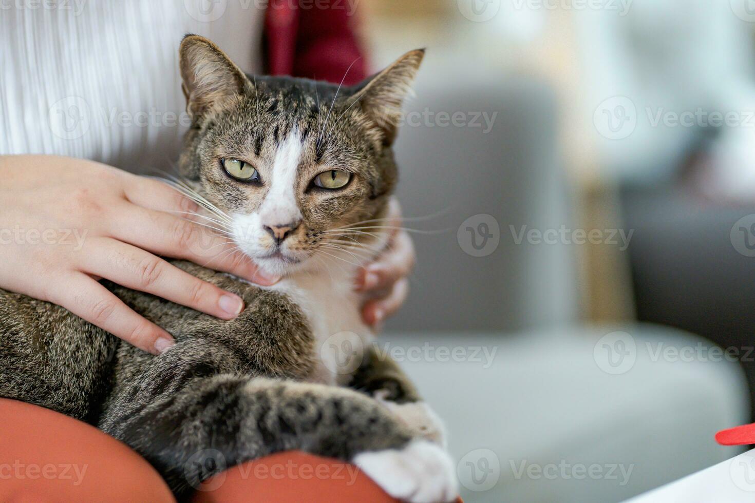 Cat lover female hand petting her lovely cat comfortable Stay home with cat Friendship Animal lover. Cute cat. love Friend human home friendship Animal lover lifestyle. photo