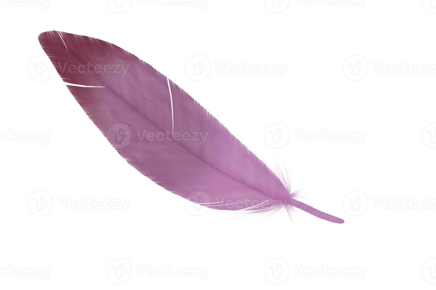 Hand drawn feather illustration. fluffy feathers. for invitation wedding card. Rustic feathers Bright colors. photo