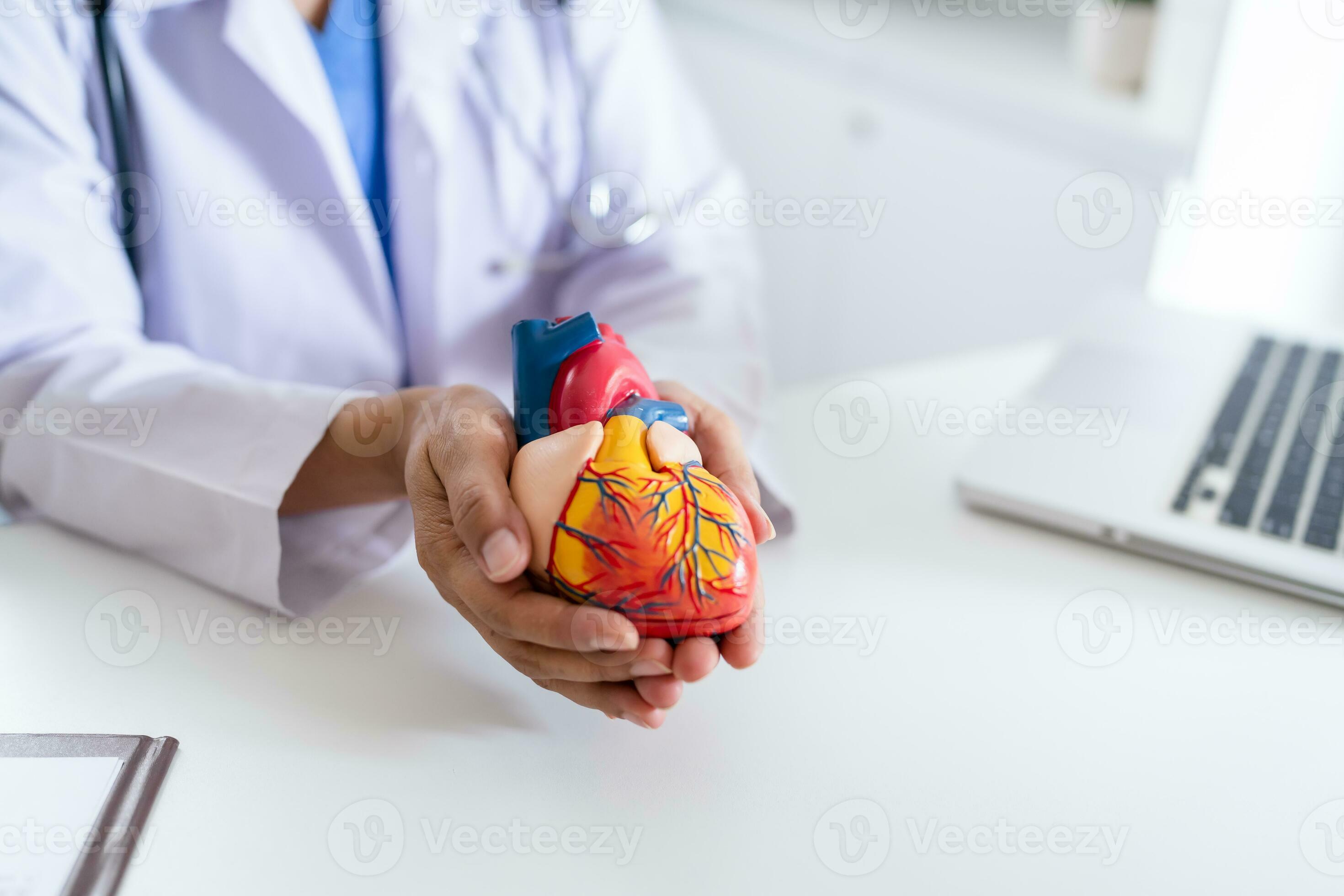 Doctor with anatomical model of human heart Cardiologist supports the ...