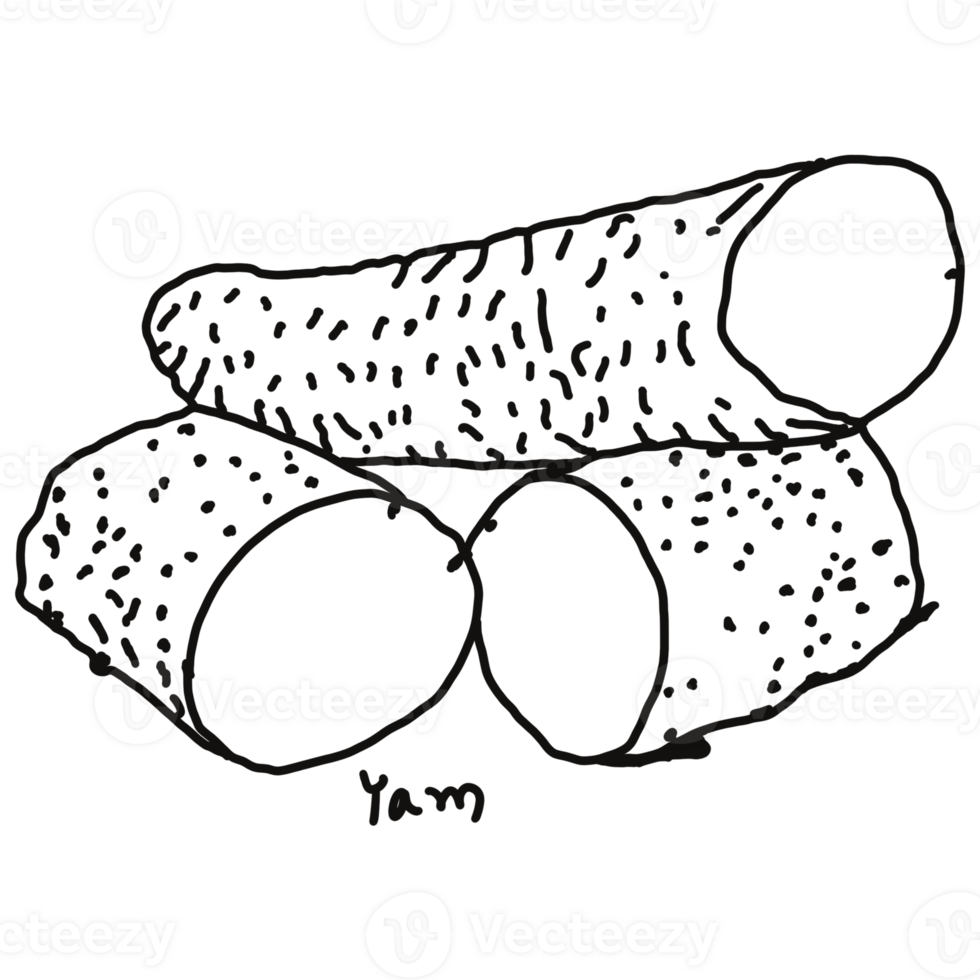 Yam doodle drawing, line draw of fruit and food 27107742 PNG