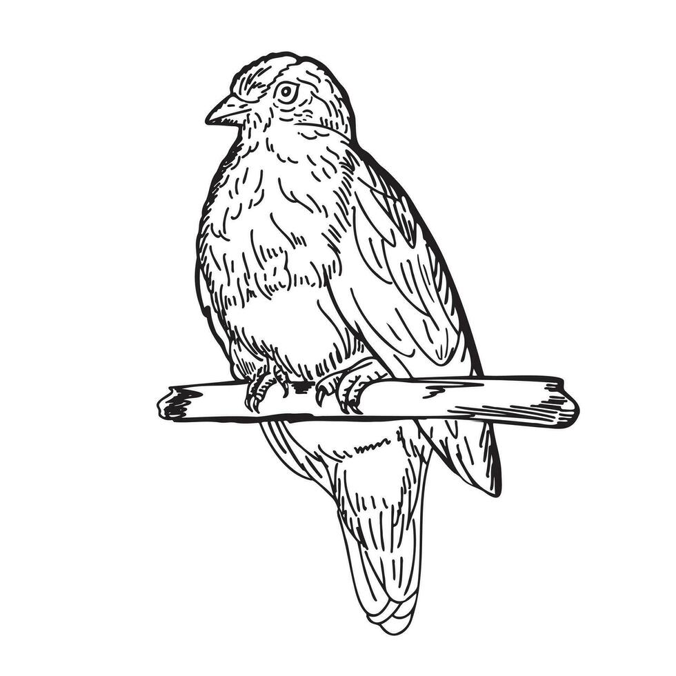 un pájaro sentado en un rama. ver medio un doblar. mano dibujado bosquejo.doodle estilo.vector ilustración. vector