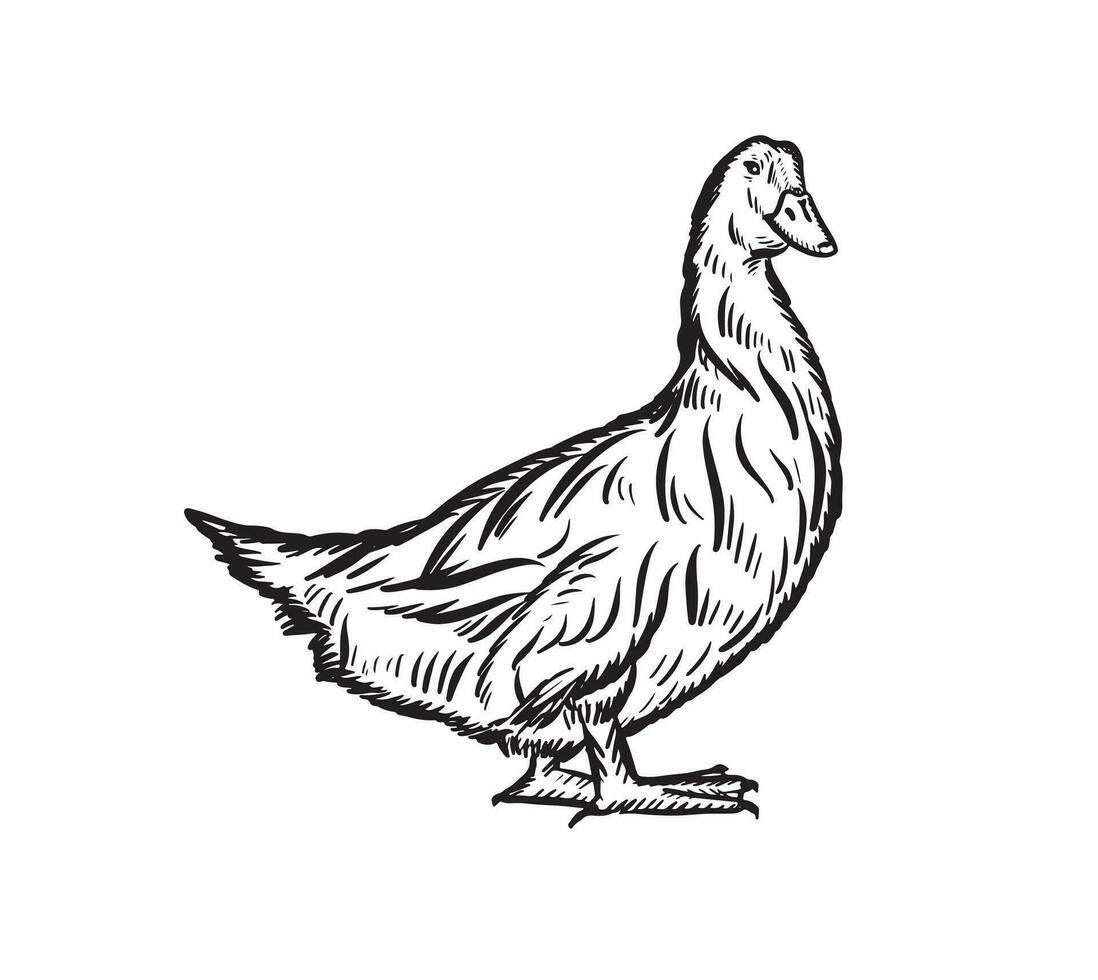 Hand drawn goose sketch. Farming.Thanksgiving day. Vector