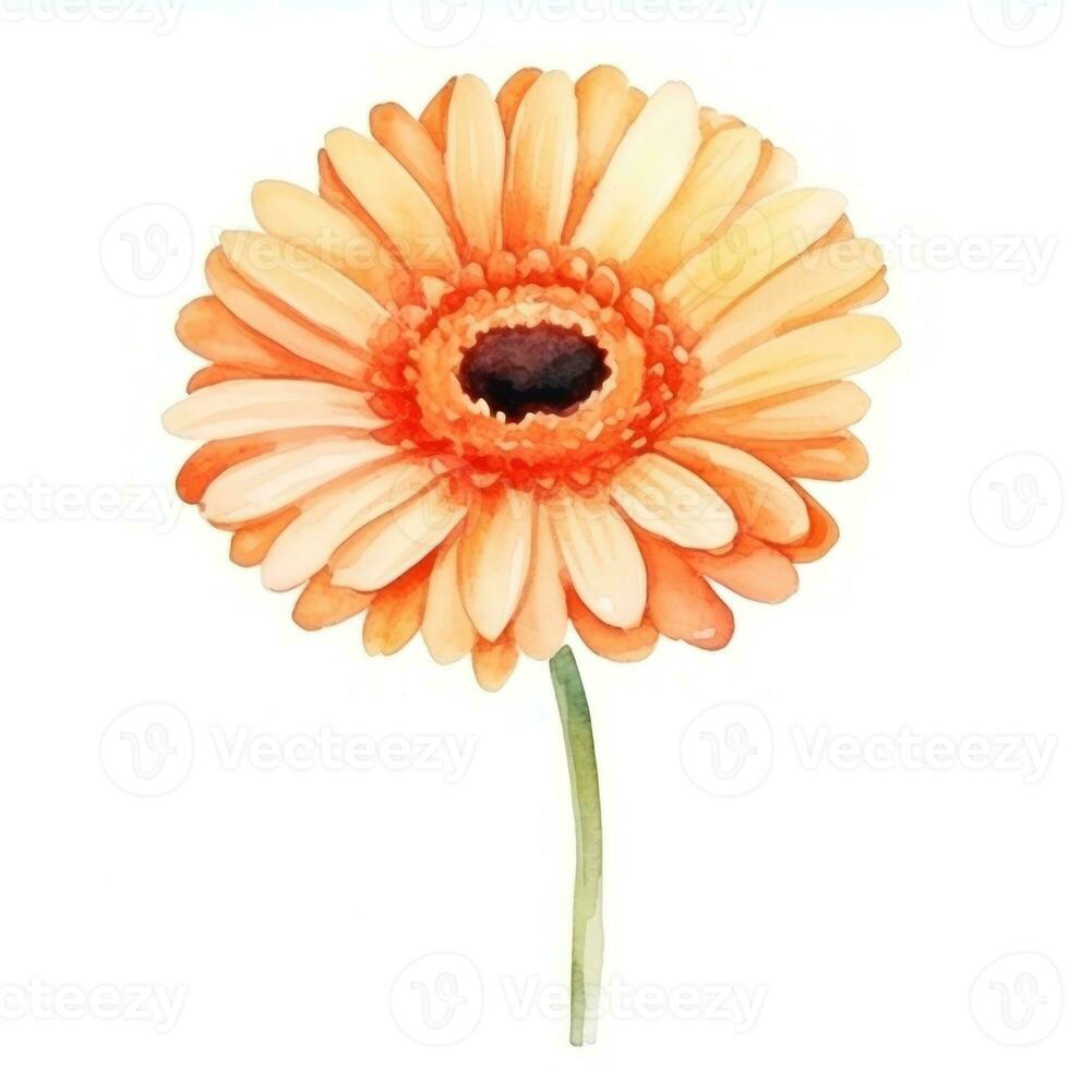 Watercolor gerbera flower isolated photo